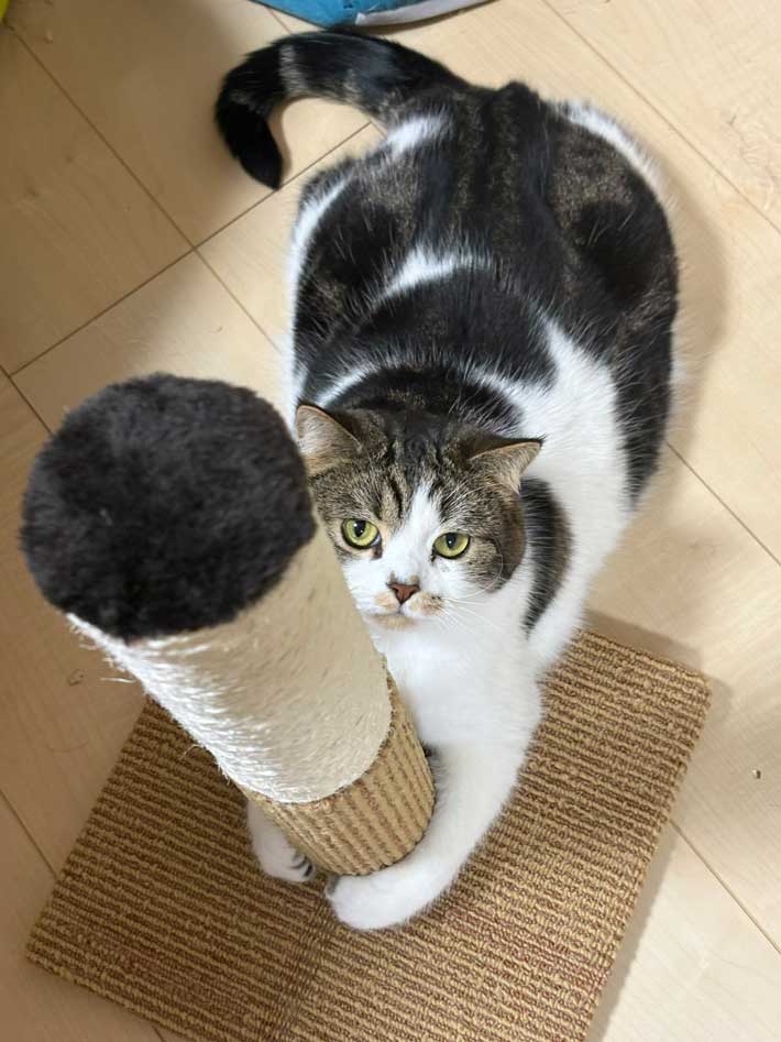 猫の写真