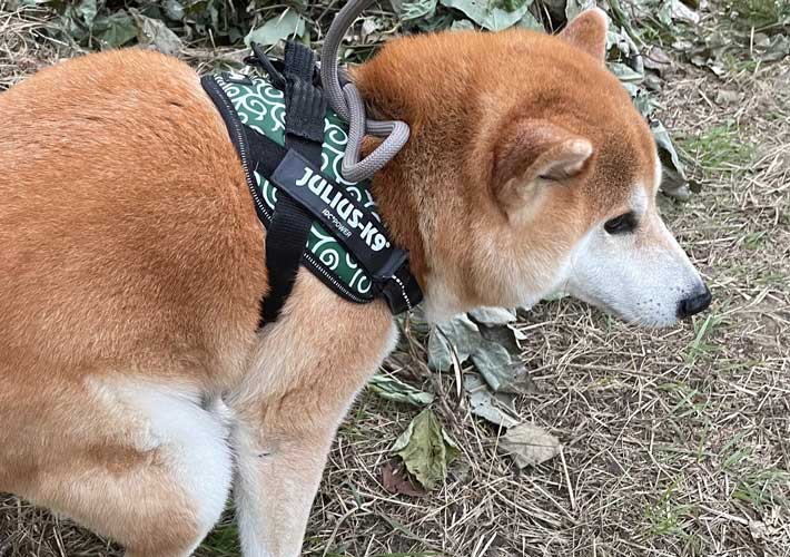 柴犬の写真