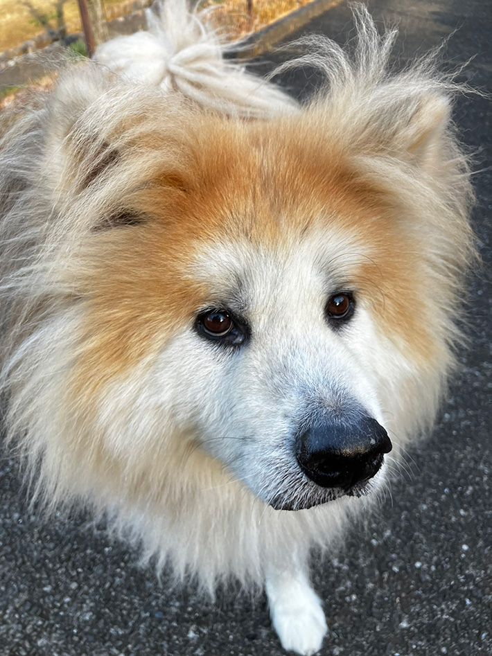 犬の写真