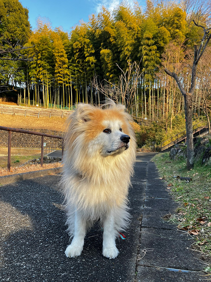 犬の写真