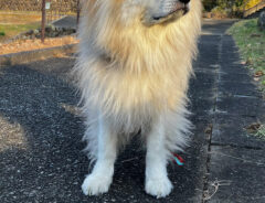 犬の写真