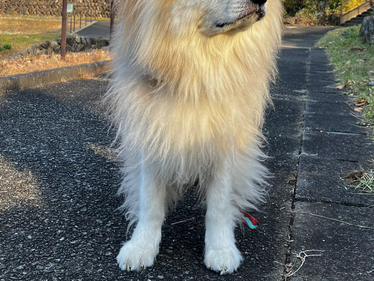 犬の写真