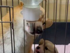 犬の画像