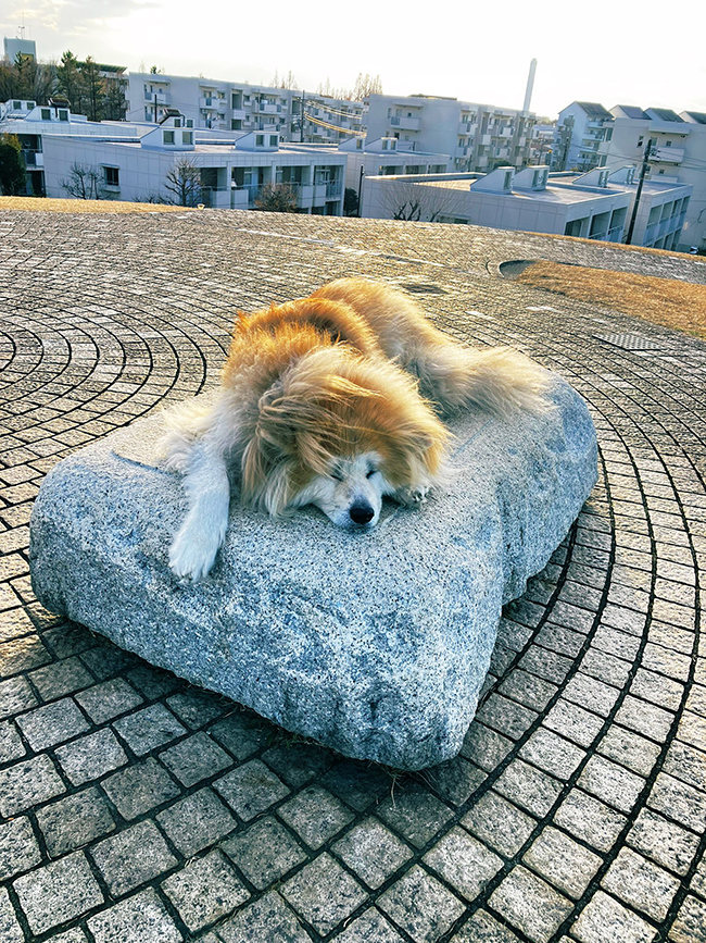 秋田犬の写真