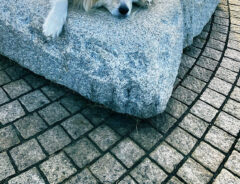 秋田犬の写真