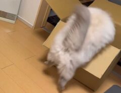 猫の動画に爆笑の嵐　ダンボールに入ろうとする姿に「芸術的な失敗の仕方」