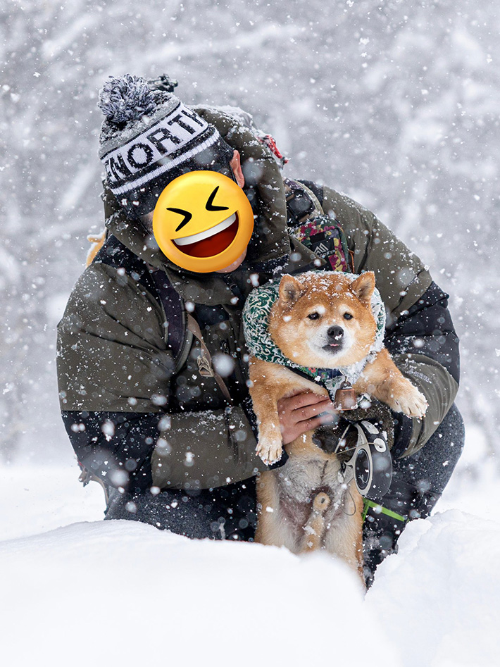 柴犬の写真