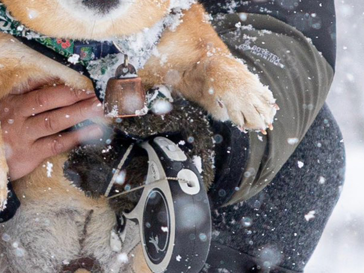 柴犬の写真