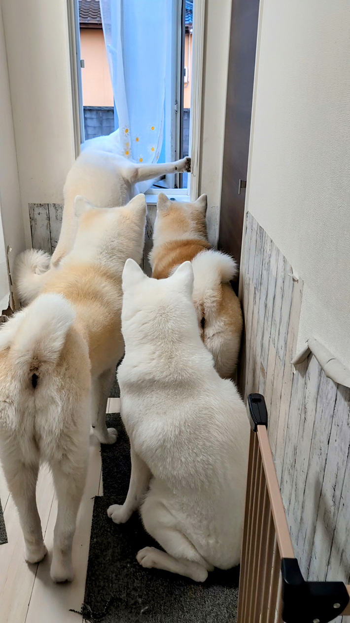 秋田犬の写真