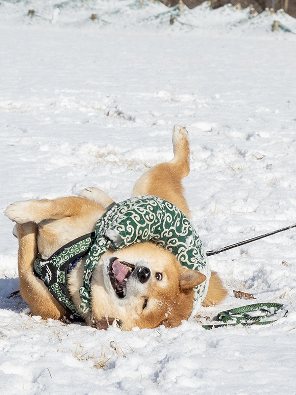 雪で遊ぶ柴犬の写真