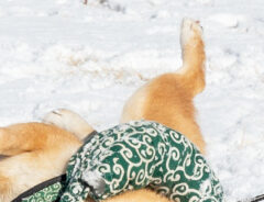 雪で遊ぶ柴犬の写真