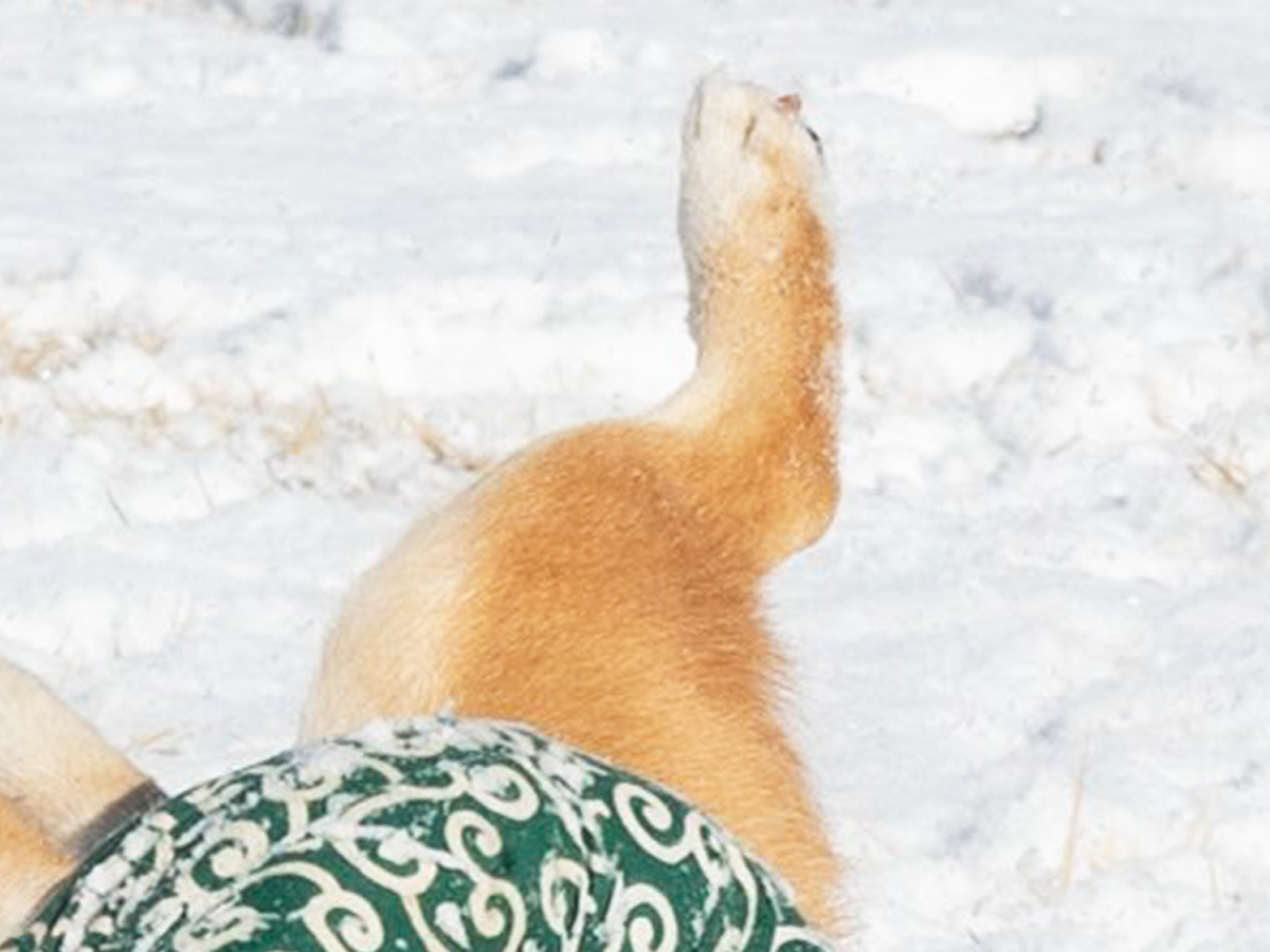 雪で遊ぶ柴犬の写真