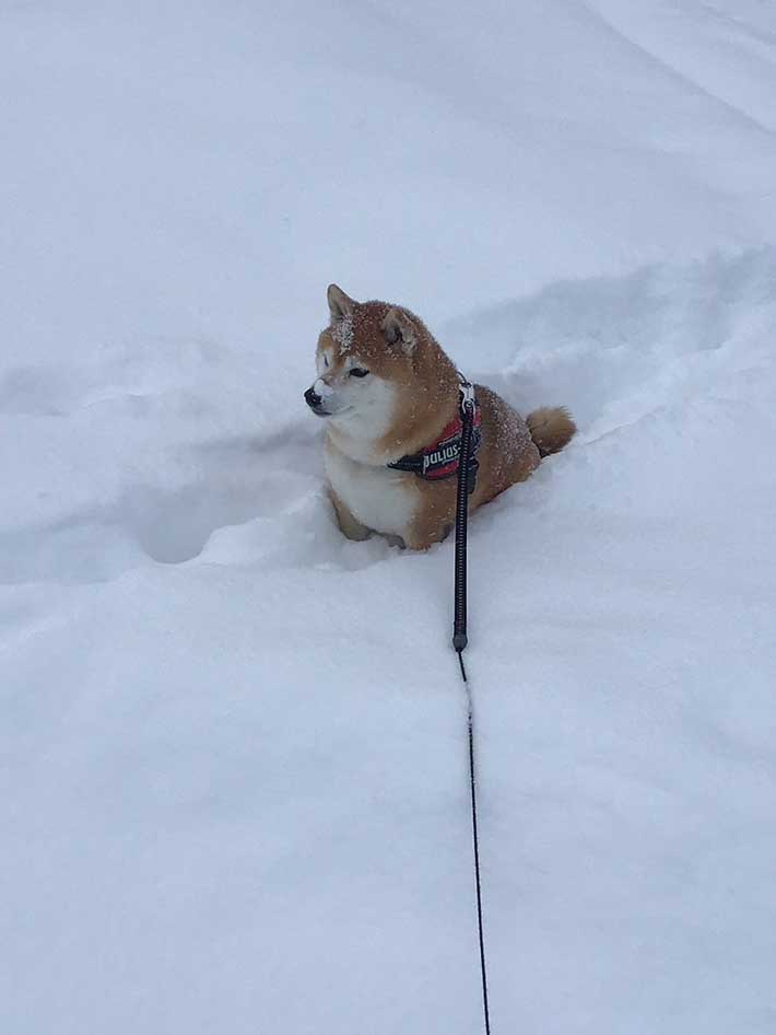 犬の画像