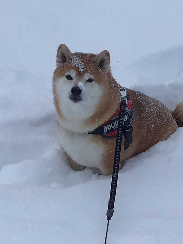 犬の画像