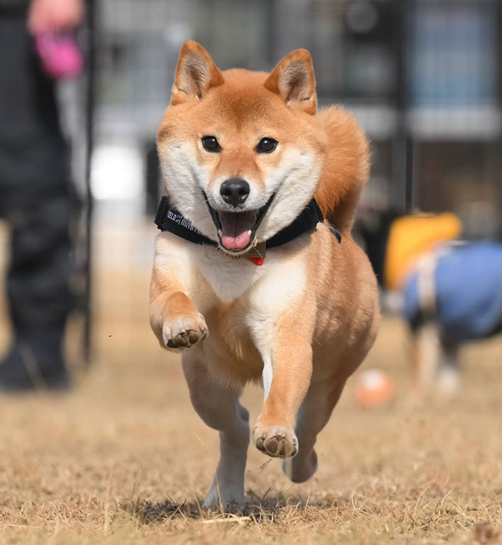 柴犬の写真