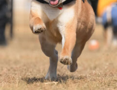 柴犬の写真