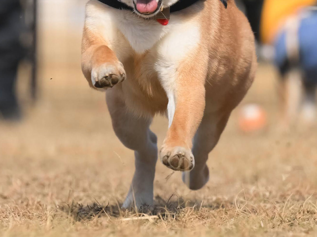 柴犬の写真