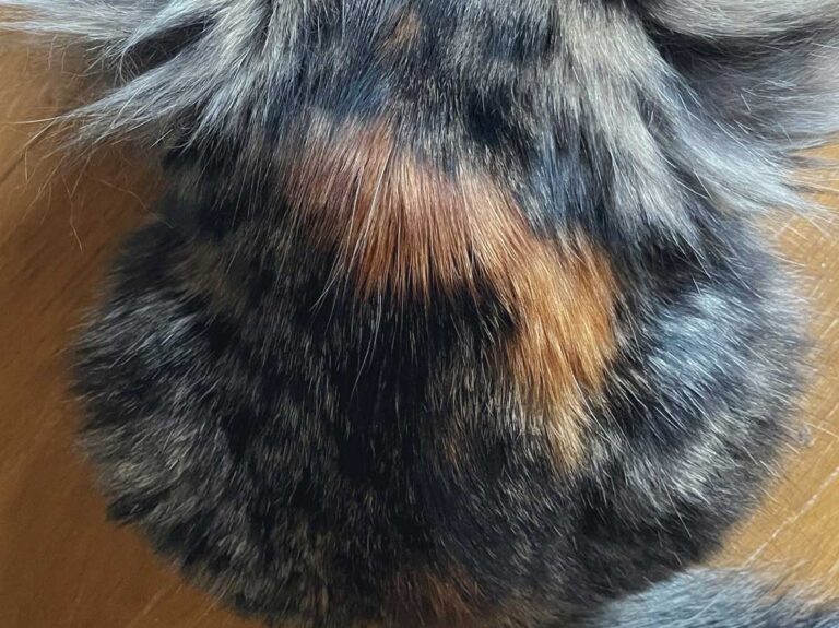 猫の後ろ姿に「え？？」 背中をよーく見ると…「実在したのか