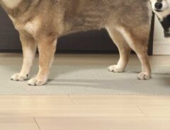 犬「何してるの！」×２　家での光景に「同盟かな」「結託してる」