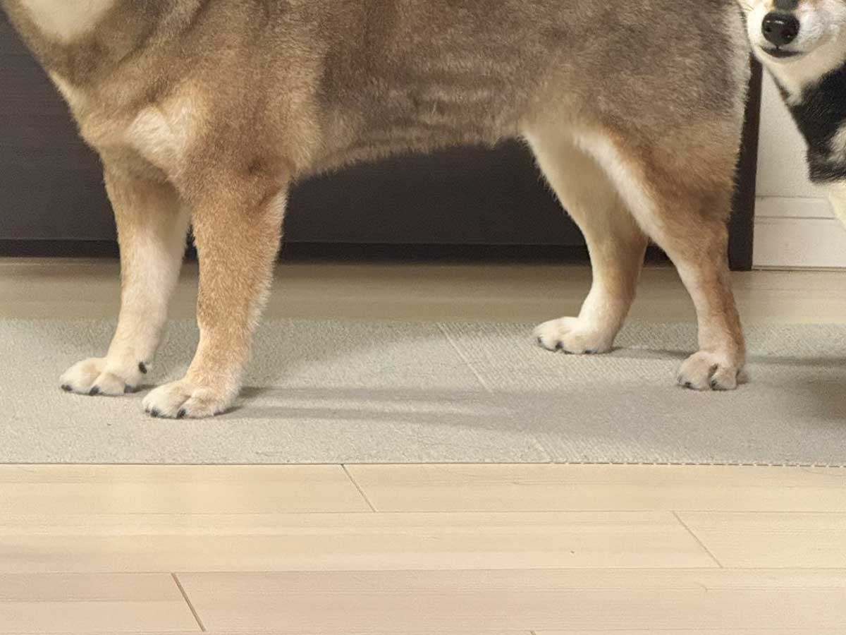 犬の写真