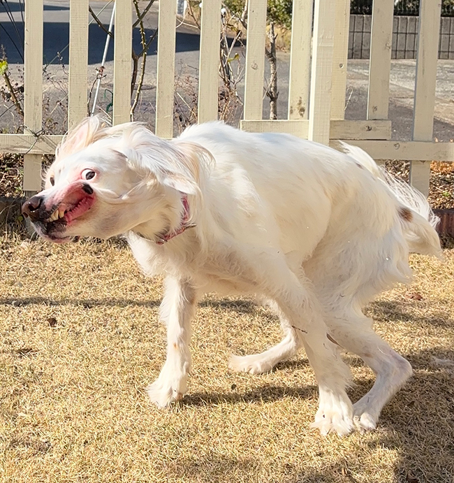 犬の写真