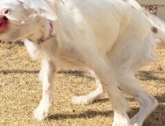 犬の写真