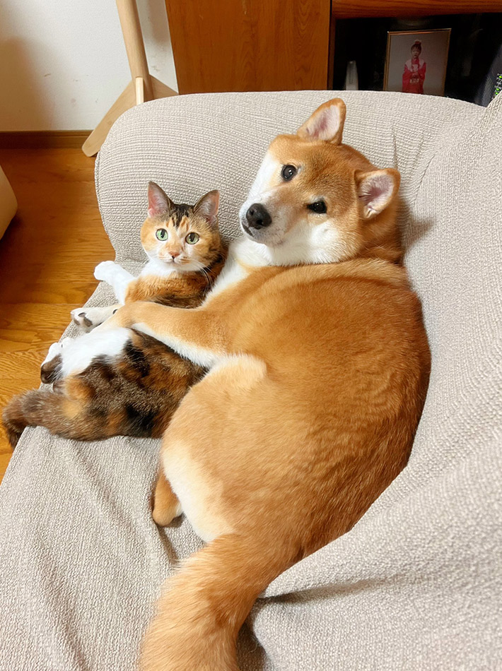 飼い主（@cocoakumikoda）さんが撮影した、猫のあめちゃんと柴犬のどん兵衛くんの写真