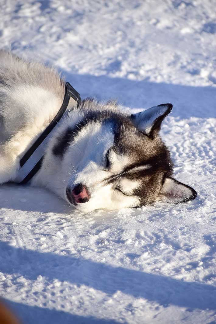 犬の画像