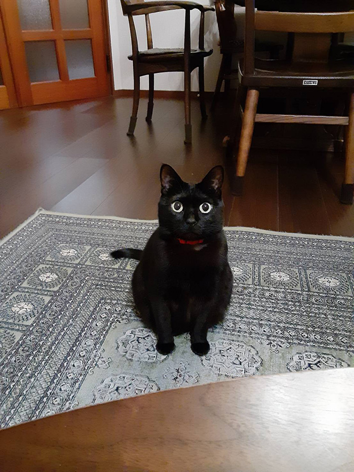 黒猫の写真