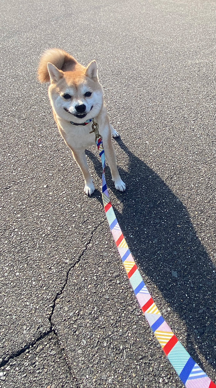 柴犬の写真