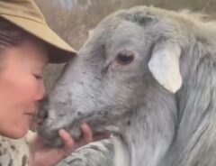 山火事で生き延びたヒツジと飼い主の女性の写真