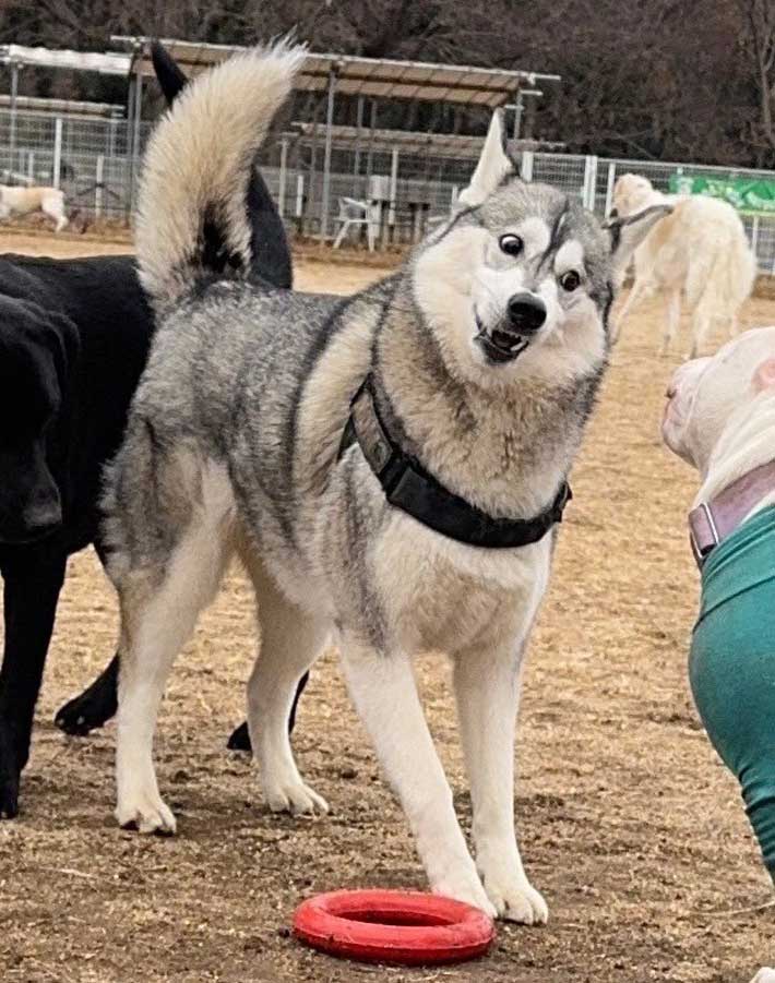 犬の写真