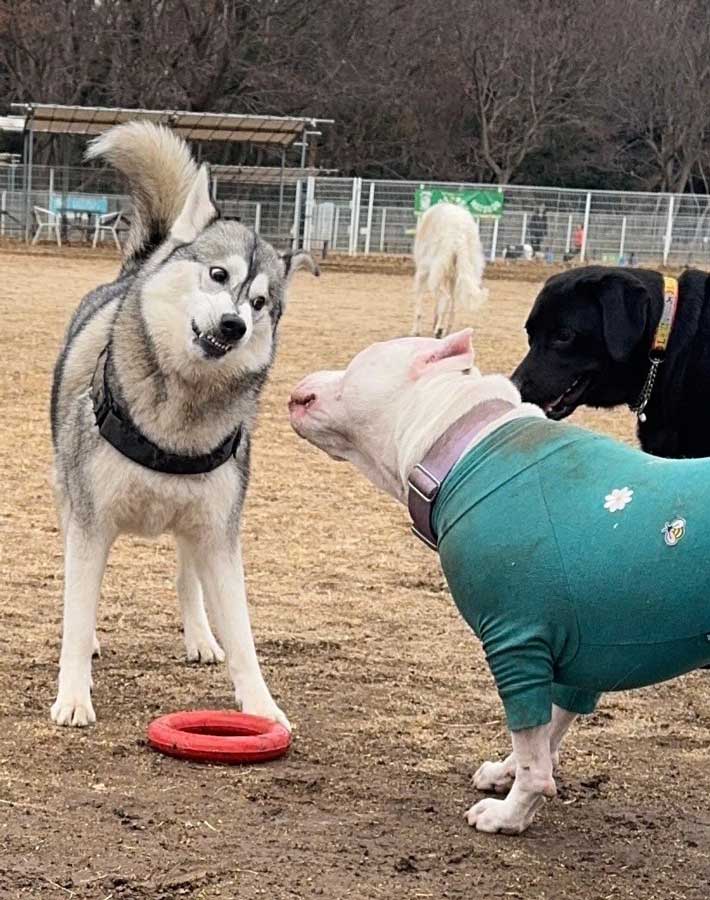 犬の写真