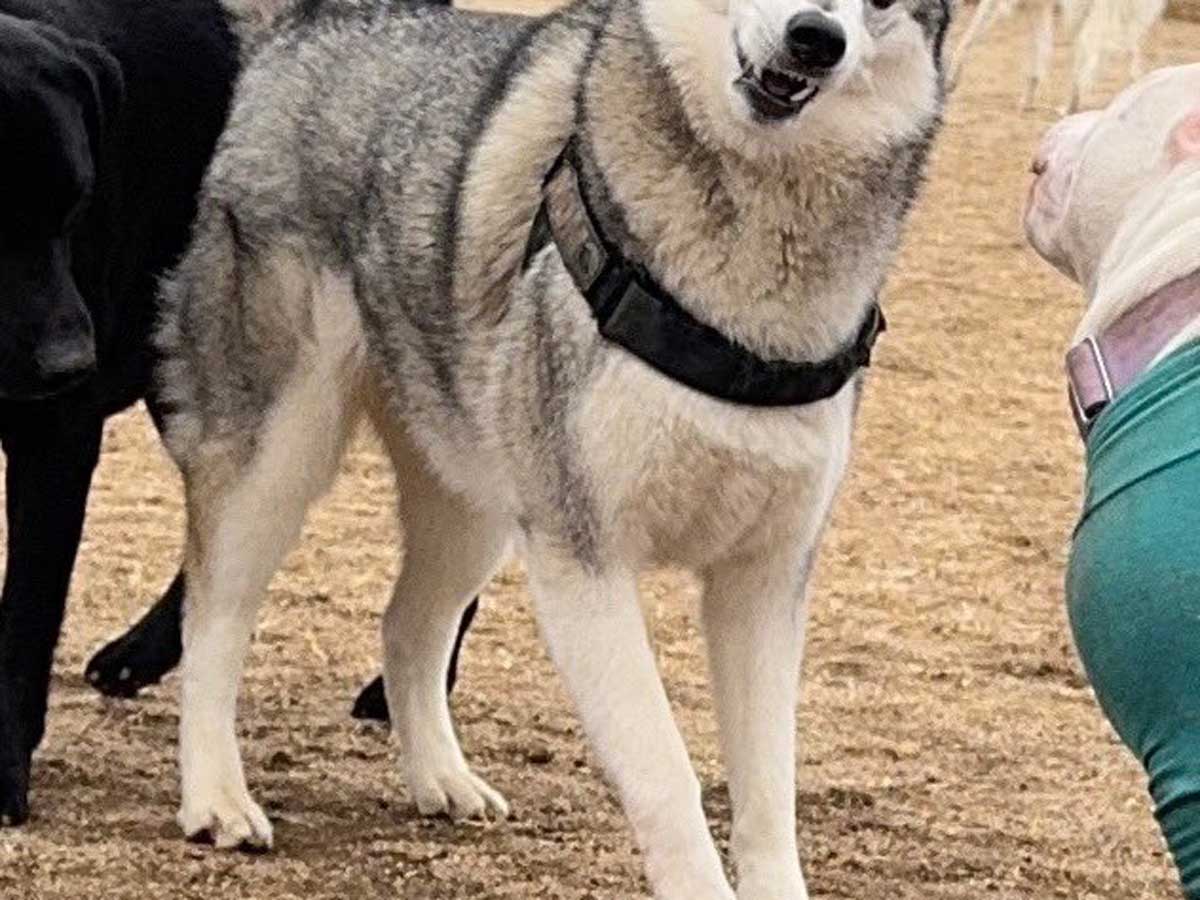 犬の写真