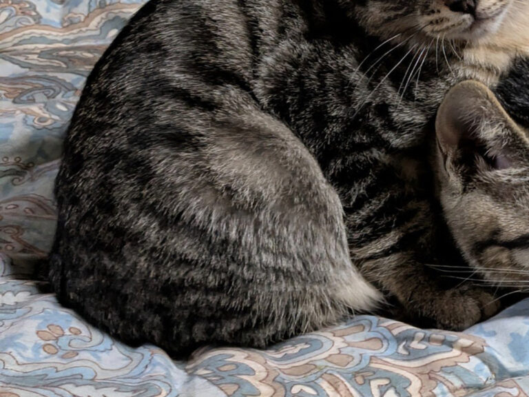 猫＋マトリョーシカ＝猫リョーシカ⁉便利な3つセットのポーチが