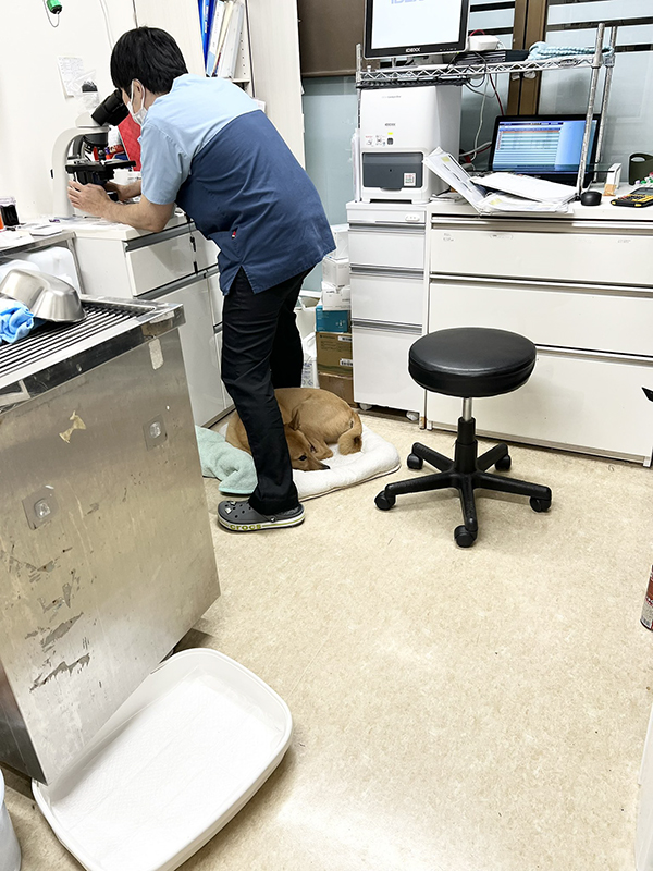 獣医と犬の写真