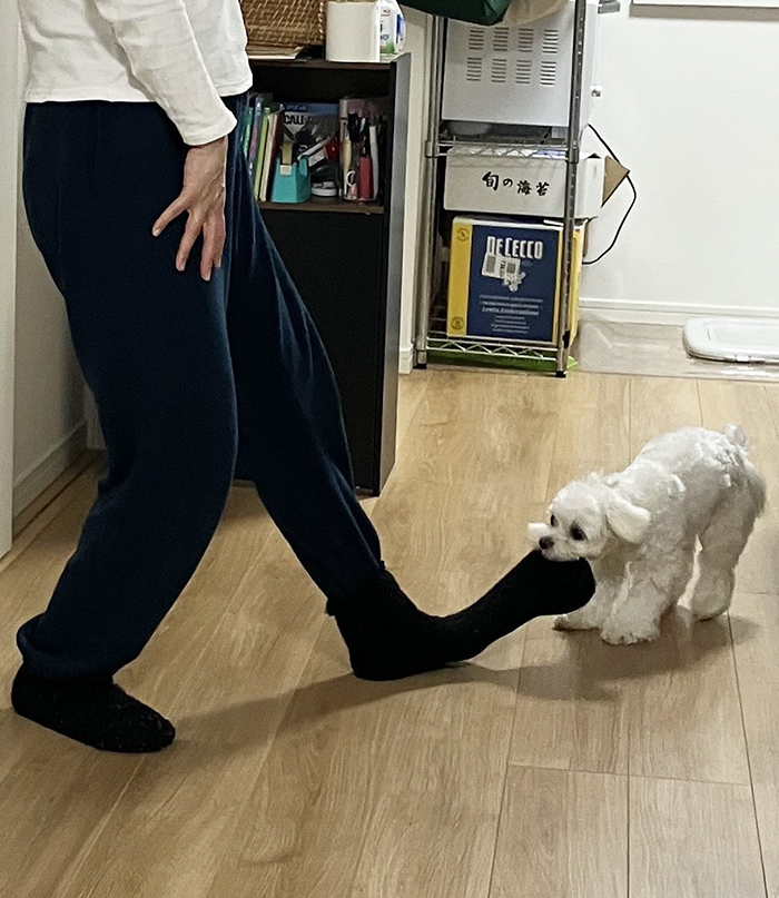 靴下をとる犬の写真