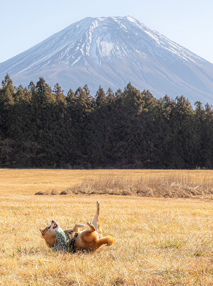 飼い主（@takechiyo_shiba）さんが投稿した、富士山を背景にポーズを決める、柴犬の竹千代くん