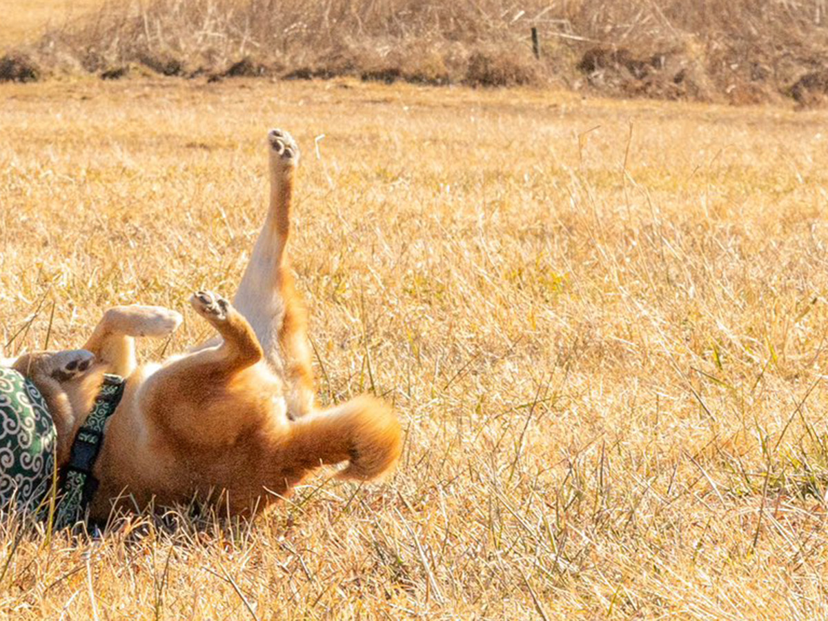 飼い主（@takechiyo_shiba）さんが投稿した、富士山を背景にポーズを決める、柴犬の竹千代くん