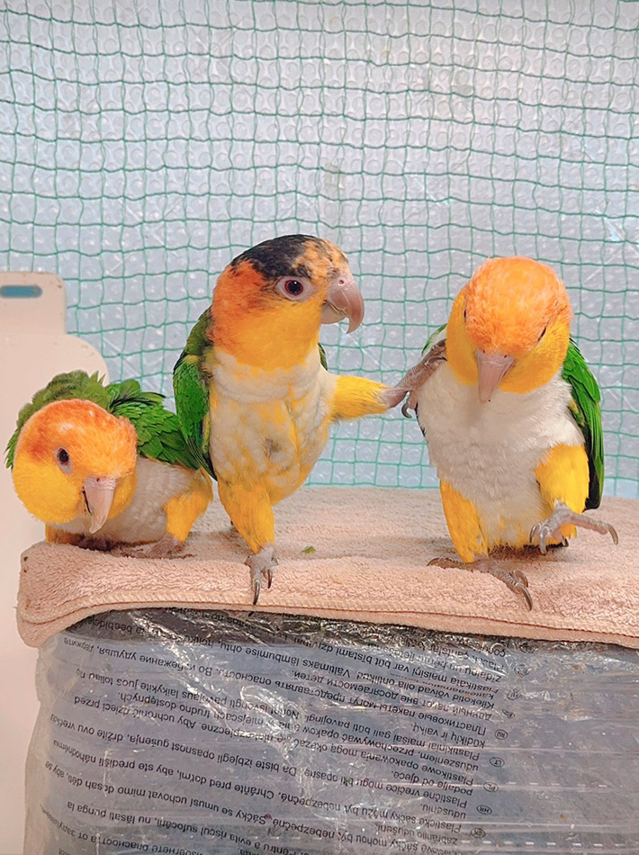 mint（@2027_mint）さんが投稿した。３匹のインコの写真