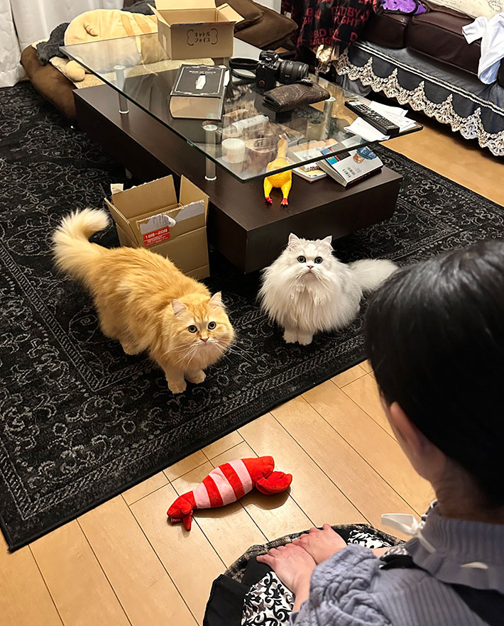 猫の画像