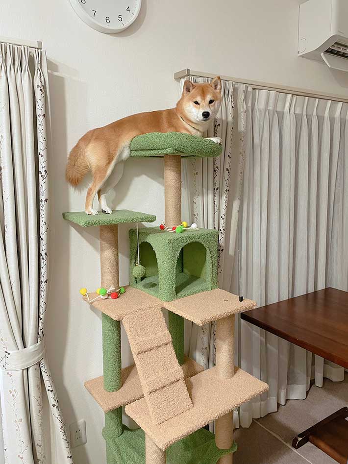 キャットタワーに登る犬