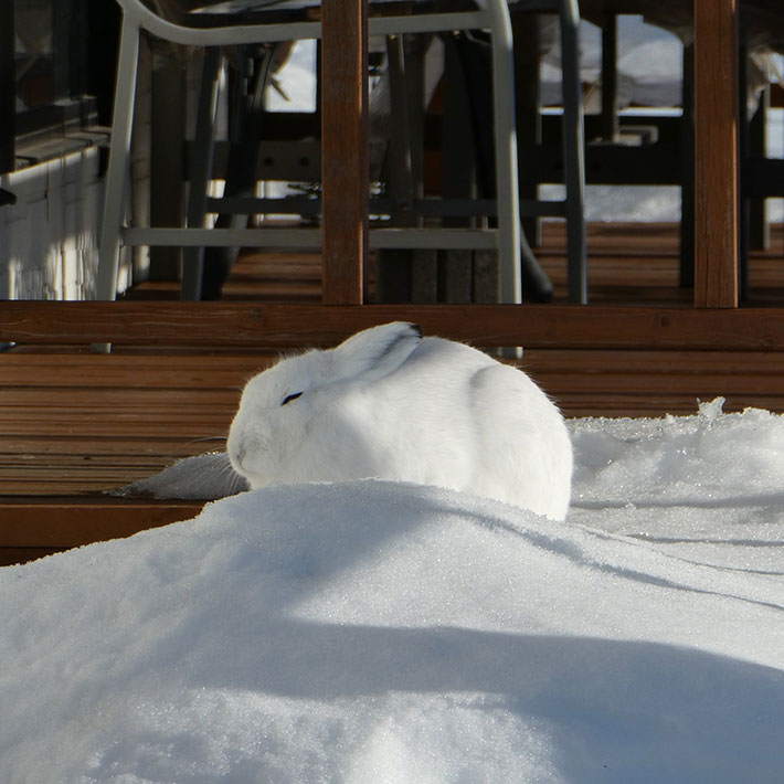 雪とウサギの写真