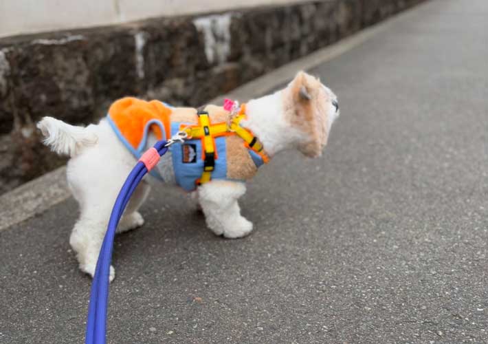 犬の写真