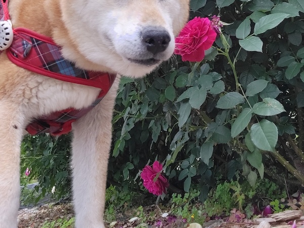 バラの横に立つ犬