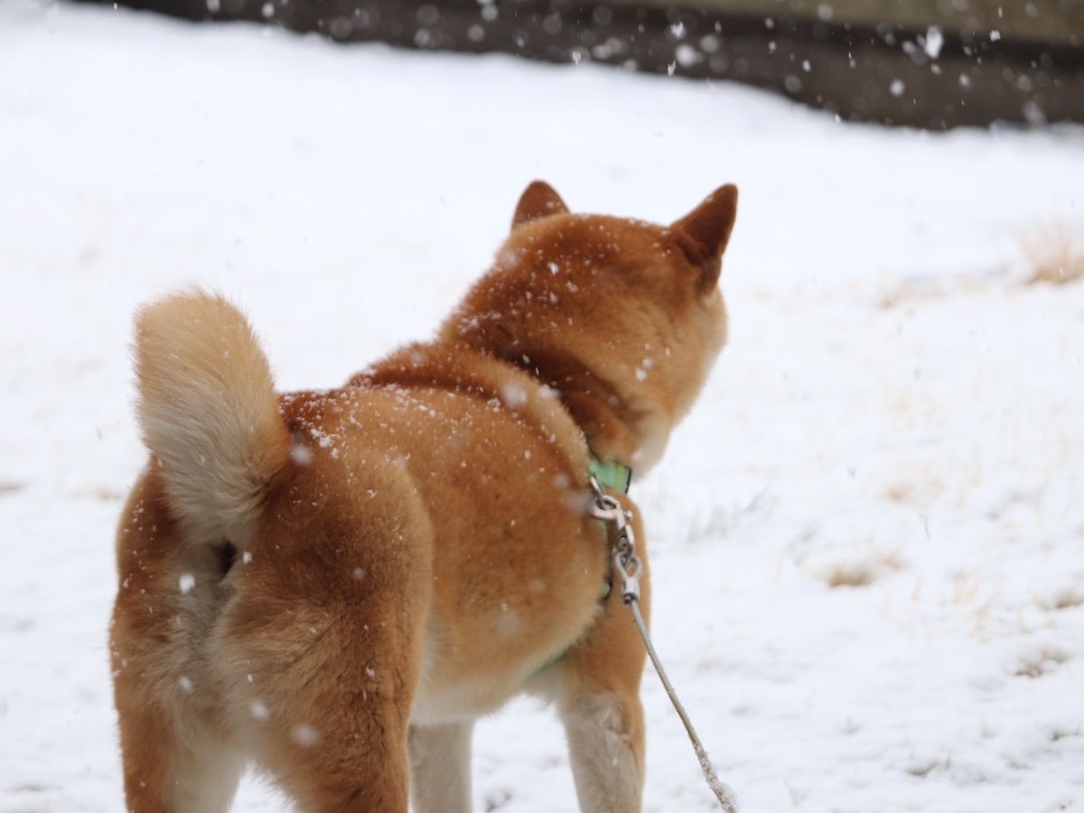 柴犬の後ろ姿