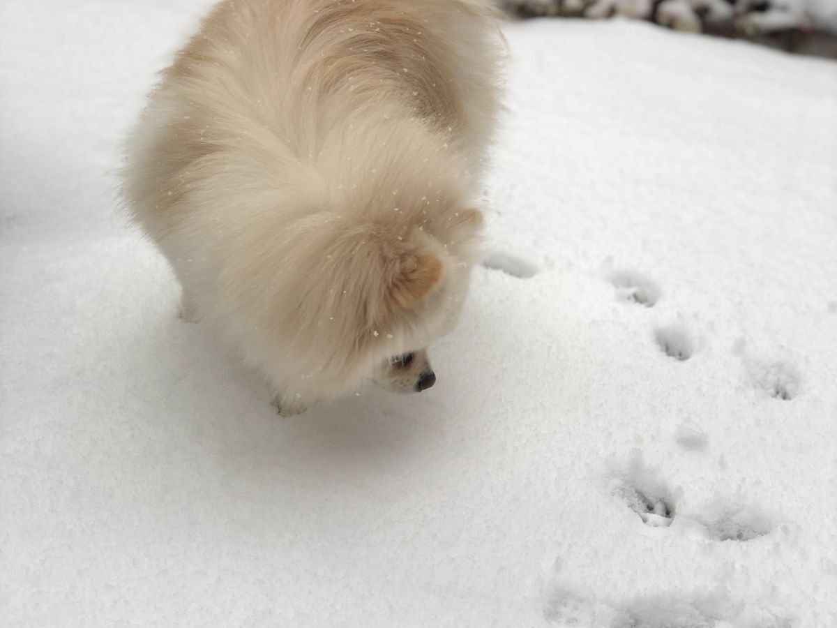 雪上を歩くポメラニアン