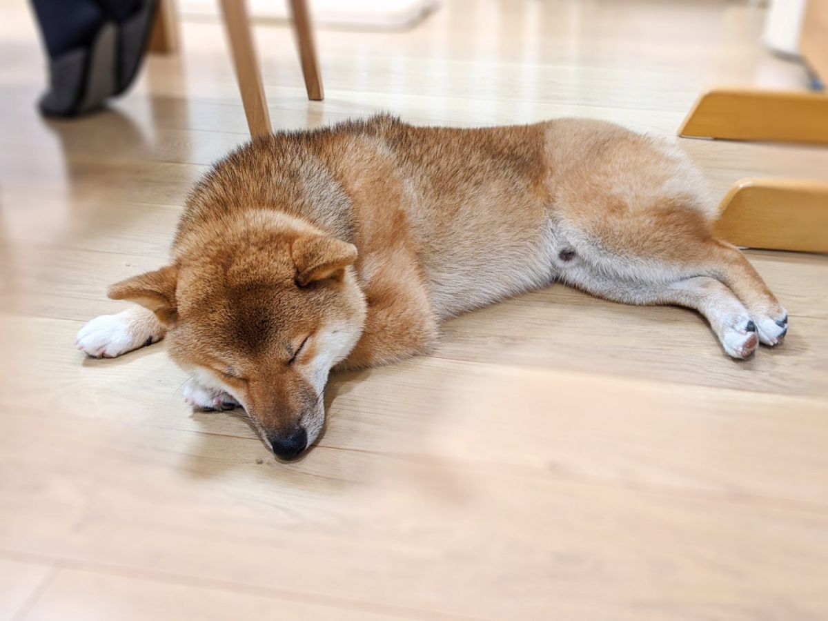 床に寝そべる柴犬