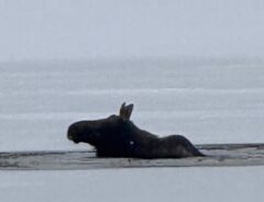 凍った湖に落ちたヘラジカの写真