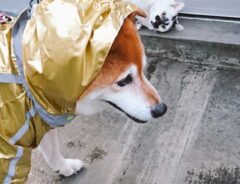 柴犬の写真